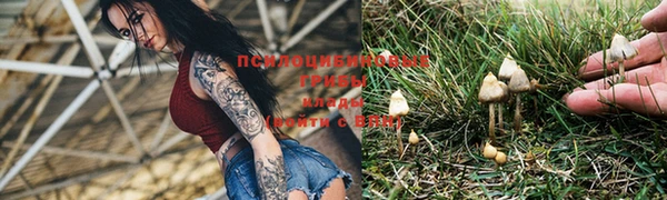 PSILOCYBIN Навашино